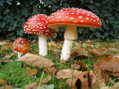 magic-mushrooms1