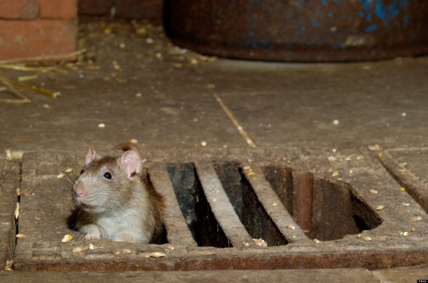 Brown Rat, Norway Rat, Wanderratte, Rattus norvegicus, Europe